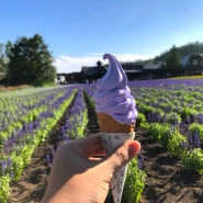 삿포로 7월 라벤더 아이스크림 후라노 팜도미타 여름 여행