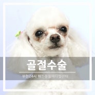 인천 부천 시흥 강아지 골절 수술 전문 해든동물메디컬센터