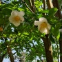 노각나무(차나무과), 서귀포 오름에 요즘 한창 피는 노각나무꽃. 너무 아름답네요.