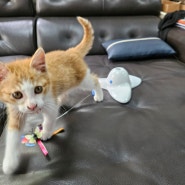 다이소 고양이 장난감 전동 회전 나비 솔직후기