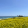 1박 2일 강릉 여행💙(뚜벅이, 강문해변, 안목 해변, 중앙시장 누룽지 오징어순대, 횟집 추천, 숙소추천, 순긋해변, 사근진해변)