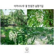 대전 5월 꽃 아카시아꽃,아까시나무 꽃 향이 가득한 탄동천 숲향기길