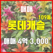 [대신롯데캐슬 매매] 부산 서구 대신동 롯데캐슬 아파트 급매 (109동) / 한진부동산