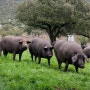 이베리아 반도의 이베리아 돼지의 기원, 독사에 물린 돼지의 하몬