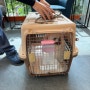 오늘 저녁 비행기로 홍콩 공항으로 출발한 포메라이안 비비 : 강아지 고양이 홍콩 데려가는 방법