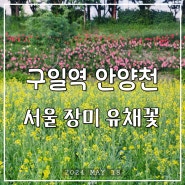 5월 서울 가볼 만한 곳 구일역 안양천 장미 유채꽃 24.5.18. 촬영