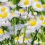 5월일상 이야기 - 개망초꽃, 바다쏭카페, 구월제주덕구 고기집