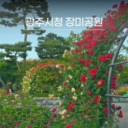2024 광주시청 장미공원 개화현황 아직은 덜 핀듯한 모습 주차무료