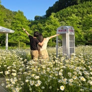 함안 악양생태공원 샤스타데이지, 금계국(주차, 포토존) 5월 꽃구경 🌼