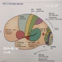 1일1쪽읽기 20240518 뇌과학공부