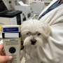 스페인으로 가는 말티즈 하닉 : 강아지 고양이 스페인 데려가는 방법 : 광견병 항체가 검사 검역 절차 서류 비용