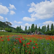인천대공원에는 꽃양귀비와 보리 그리고 장미가 너무 멋져요^^