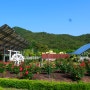 충북 영동 가볼만한곳 : 노근리 평화공원 장미 꽃구경