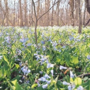 Bull Run Campground, Centreville, VA_20240405