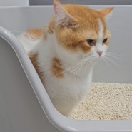 고양이 화장실 레토 반려묘 화장실 특대형 박스형 크기