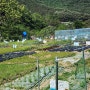 전주 완주 주말농장- 토마토가 열렸다.