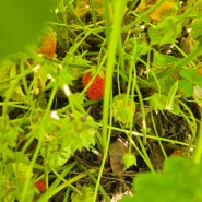 노지 딸기 수확시기