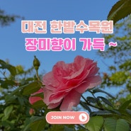 지금 가봐야는, 대전 한밭수목원 장미 꽃축제