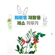 페트병 화분으로 채소키우기