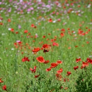 거제 둔덕 양귀비꽃밭