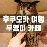 후쿠오카 여행 부엉이 고슴도치 만져보고 교감할 수 있는 이색적인 놀거리 카페
