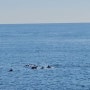 제주 핀스카페-노을해안로 돌고래스팟/남방큰돌고래 카페/애견동반 카페/제주 돌고래 볼수있는곳