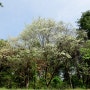 꽃산딸나무(Cornus florida L.)