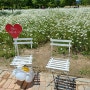 함안 악양생태공원 | 샤스타데이지 계란꽃으로 가득한 곳