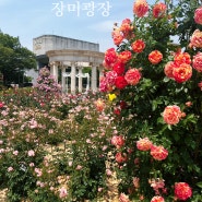 송파 잠실 올림픽공원 장미광장의 장미와 들꽃마루 양귀비 개화상황
