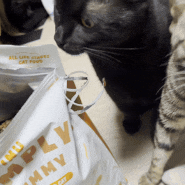 고양이 사료 내돈내산 후기 : 샘플 구매 후 기호성 좋은 듯해서 산 아이누 심플리야미 치킨포캣