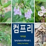 컴프리 [Symphytum officinale L.](2)꽃...지치과 여러해살이풀 5-6월에 피는 자홍색꽃