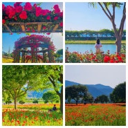 경남 장미축제 밀양 장미공원 꽃양귀비 5월 꽃축제