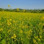 2024년 고양 창릉 유채꽃 축제 미리 가보기- 고양 강매 석교 공원 (사전 행사)