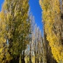[호주 워홀] 가을이 예쁜 타즈매니아 살라만카 마켓 시장 구경