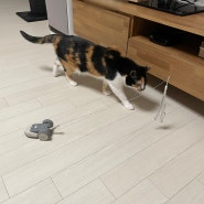 고양이자동장난감 두잇 마우스봇 내돈내산 사용후기