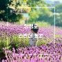 울산 라벤더 정원 장생포 고래문화마을 위치 주차장 입장시간 입장료