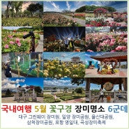 국내여행 5월 꽃구경 장미명소 6군데 : 대구 그린웨이 장미원, 밀양 장미공원, 울산대공원, 삼척장미공원, 포항 영일대, 곡성장미축제