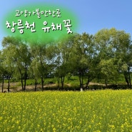 고양 가볼만한곳 창릉천 유채꽃 축제(5.25-5.26) 무료!