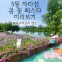 가평 자라섬 꽃 페스타 - 보라유채꽃 만발