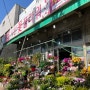 광주 각화동 꽃집 :: 각화동 농수산물센터 꽃, 식물, 화분 시장 <샤론꽃플라워>