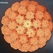 HPV 백신