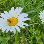 장성 병풍산 임도, 장성 편백숲길 산책