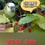앵무새도 탐내는 커피 열매, 커피 농장 투어 바리스타 수확 체험
