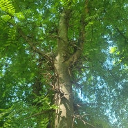 경주 조각자나무있는곳 신기한나무이야기