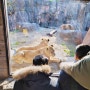 일본 오사카 가족여행, 덴노지동물원 코스 굿뜨 (f. 입장료)