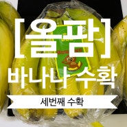 [올팜수확] 3번째 바나나 수확완료!