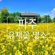 파주 숨겨진 유채꽃 명소.서울근교 유채꽃밭 가볼만한 곳