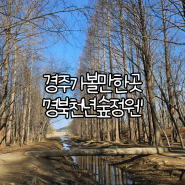 경주 여행 | 경주 가볼만한곳 '경북천년숲정원'