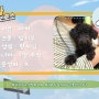 [평택,송탄,오산 동물보호소] 말티푸 강아지 아치의 입양을 도와주세요