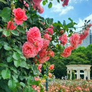 서울 올림픽공원 장미축제 장미광장 2024 로즈아워페스타 들꽃마루